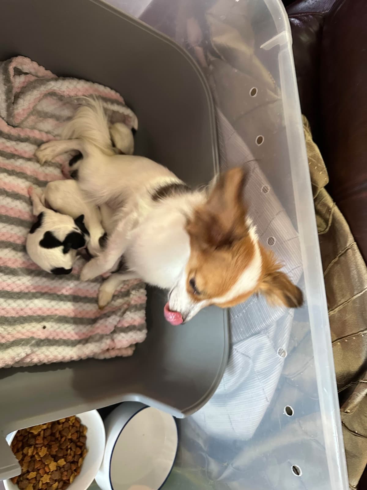 Papillon Puppies breeder image 4