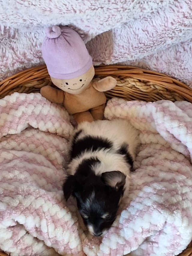 Papillon Puppies media 5