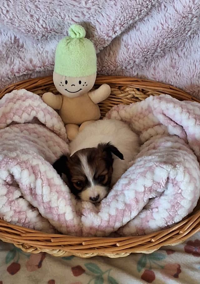 Papillon Puppies media 3
