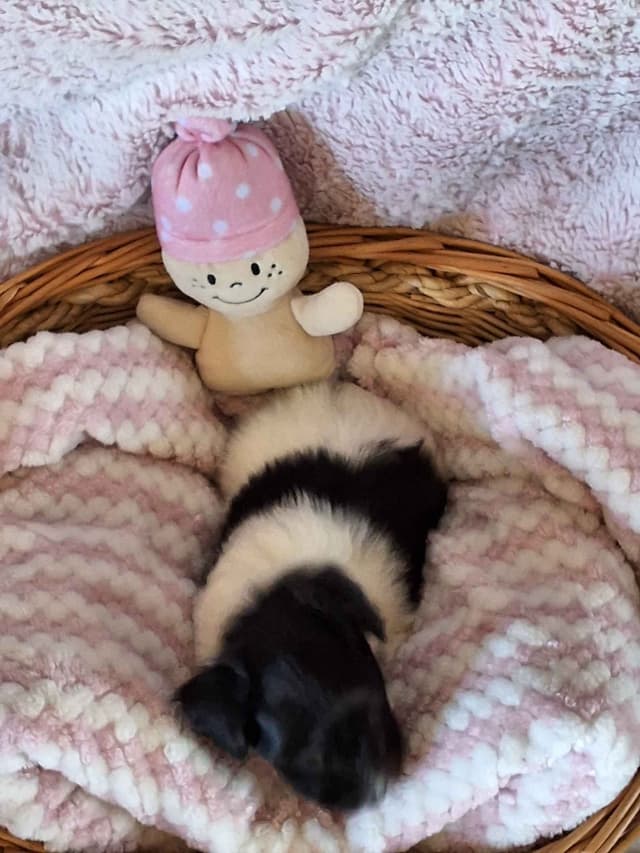 Papillon Puppies media 8