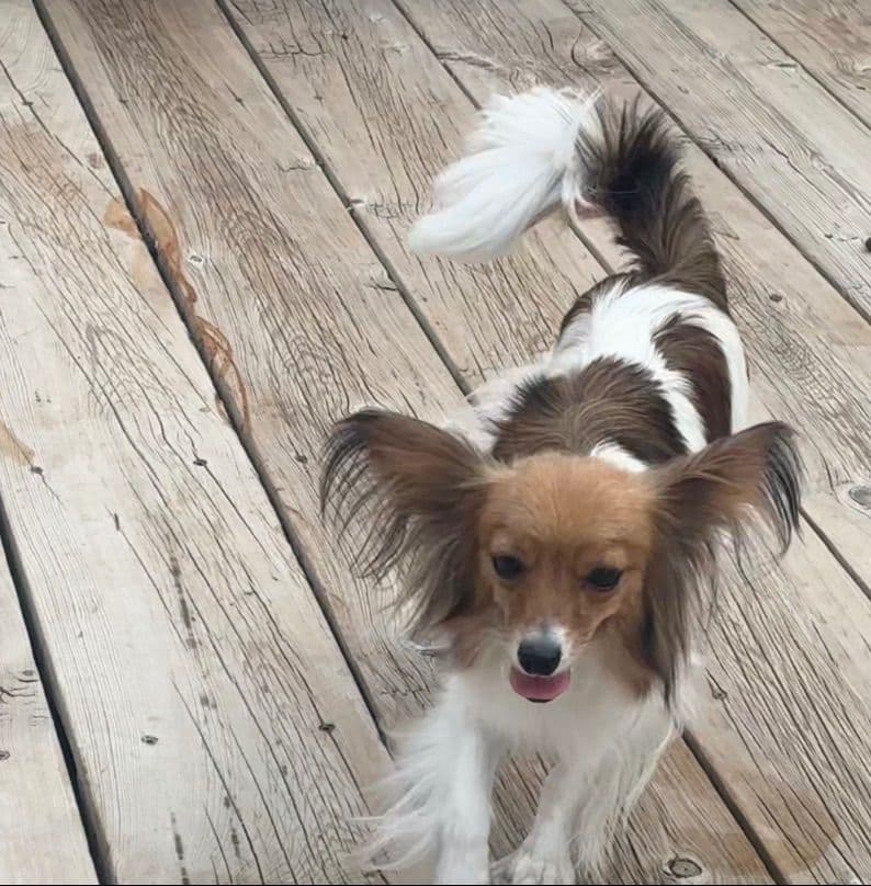 Papillon Puppies breeder image 5