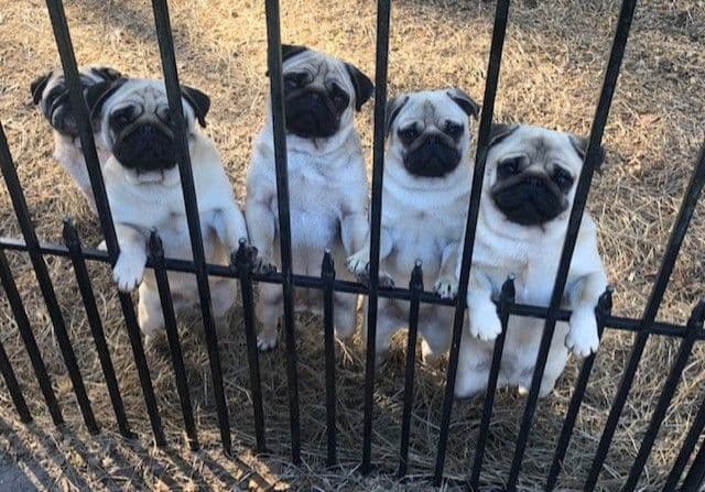 Champion bloodline beautiful Pug Puppies breeder image 1
