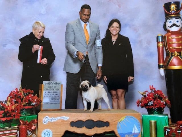 Champion bloodline beautiful Pug Puppies breeder image 3
