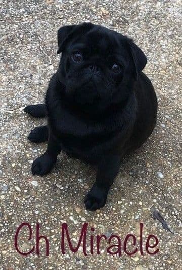Champion bloodline beautiful Pug Puppies breeder image 2