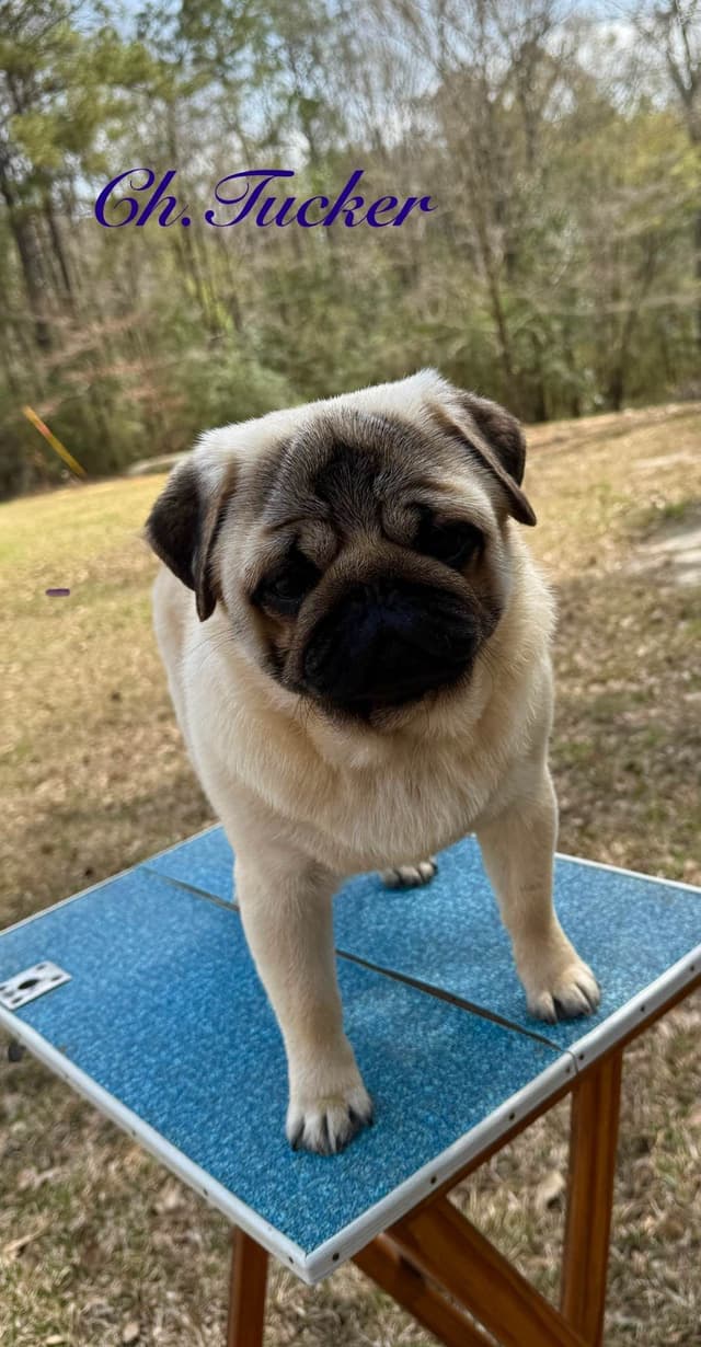 Champion bloodline beautiful Pug Puppies media 2
