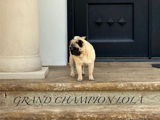 Champion bloodline beautiful Pug Puppies media 6