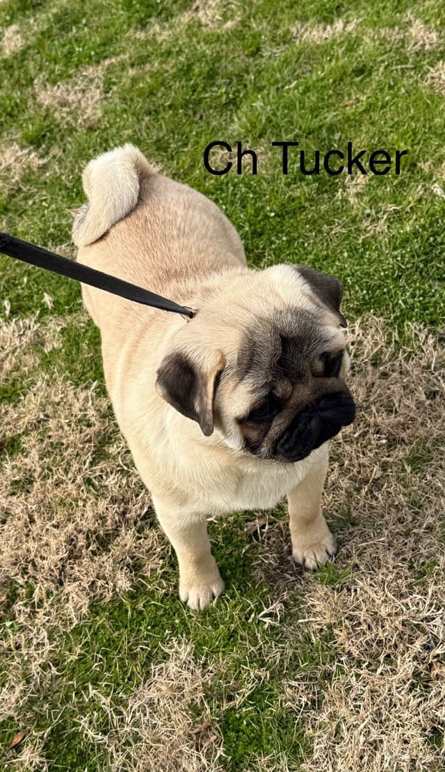 Champion bloodline beautiful Pug Puppies media 7