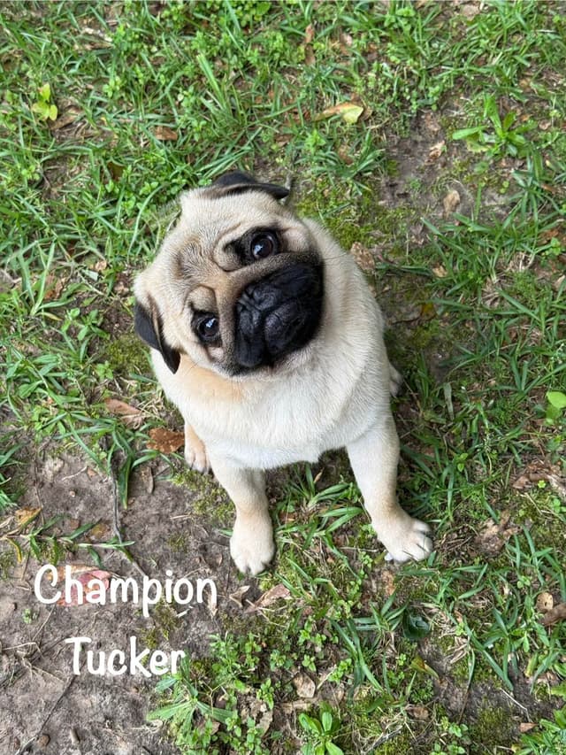 Champion bloodline beautiful Pug Puppies media 8