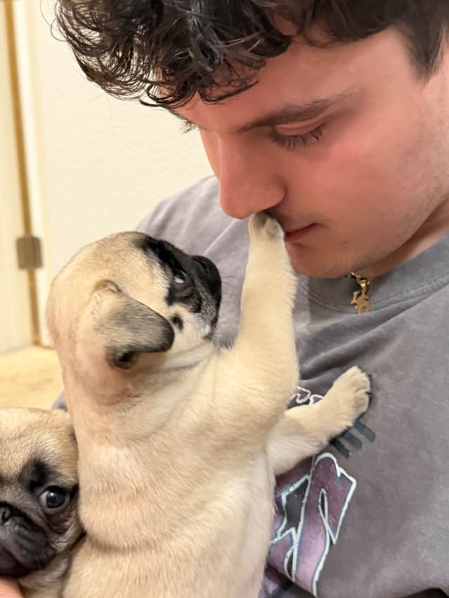 Champion bloodline beautiful Pug Puppies media 9