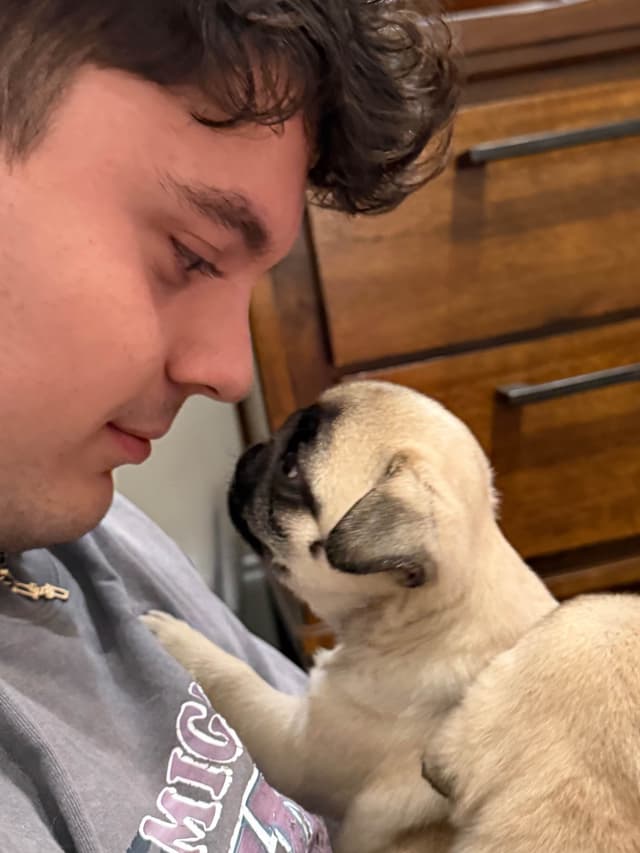 Champion bloodline beautiful Pug Puppies media 10