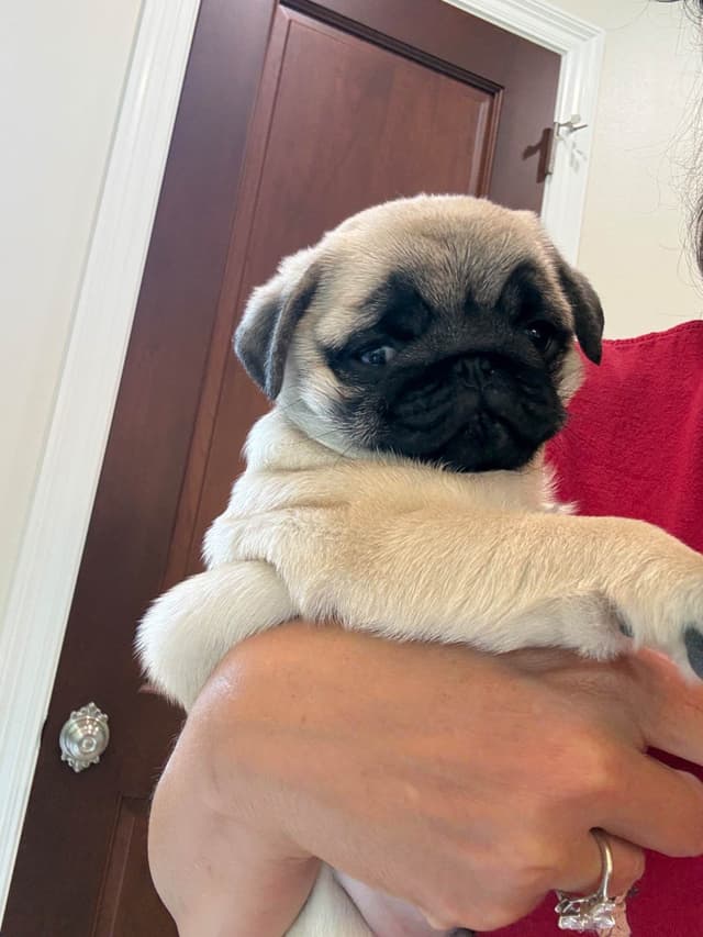 Champion bloodline beautiful Pug Puppies media 12