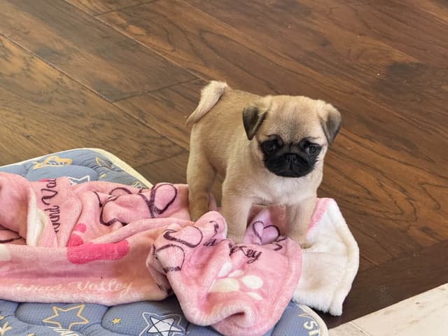 Champion bloodline beautiful Pug Puppies media 13