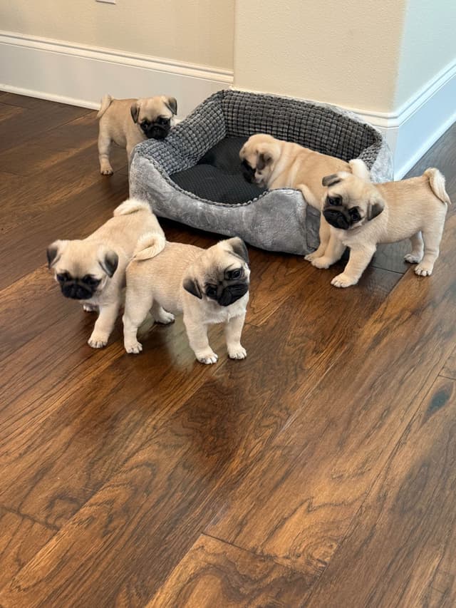 Champion bloodline beautiful Pug Puppies media 15