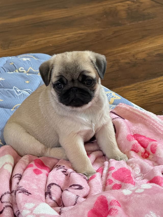 Champion bloodline beautiful Pug Puppies media 16