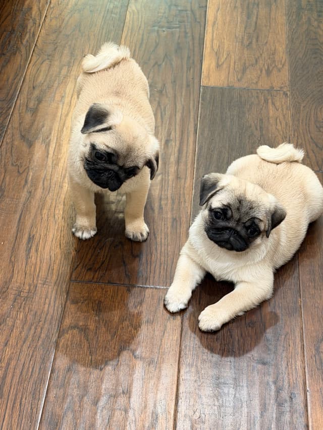 Champion bloodline beautiful Pug Puppies media 20