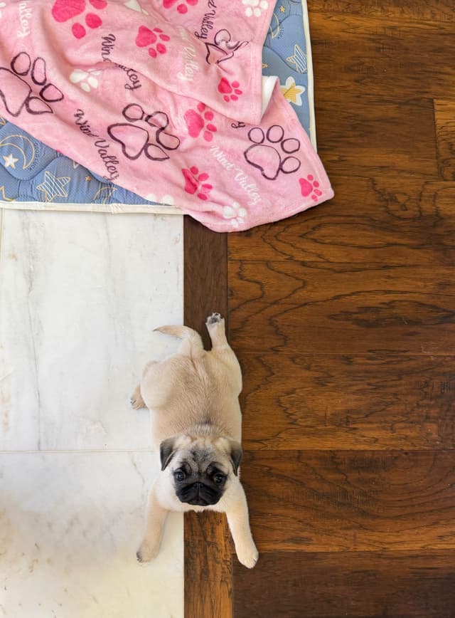 Champion bloodline beautiful Pug Puppies media 21