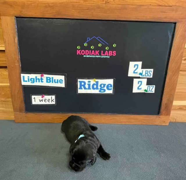 Labrador Retriever Puppies media 11