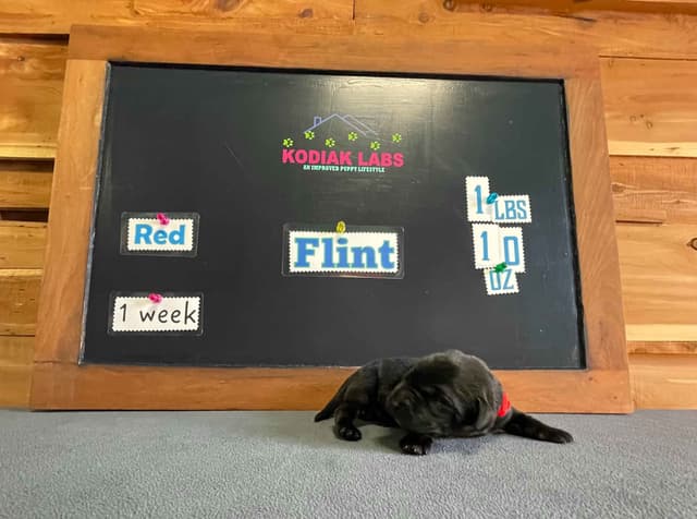 Labrador Retriever Puppies media 17