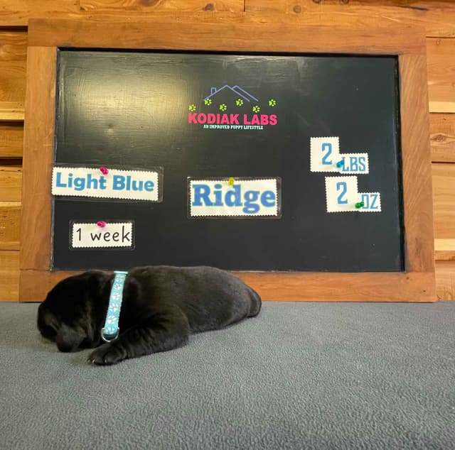 Labrador Retriever Puppies media 12