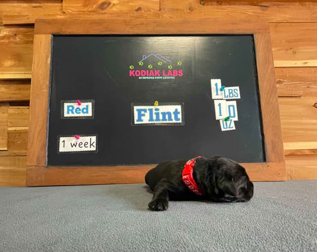 Labrador Retriever Puppies media 23