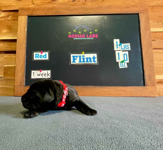 Labrador Retriever Puppies media 16