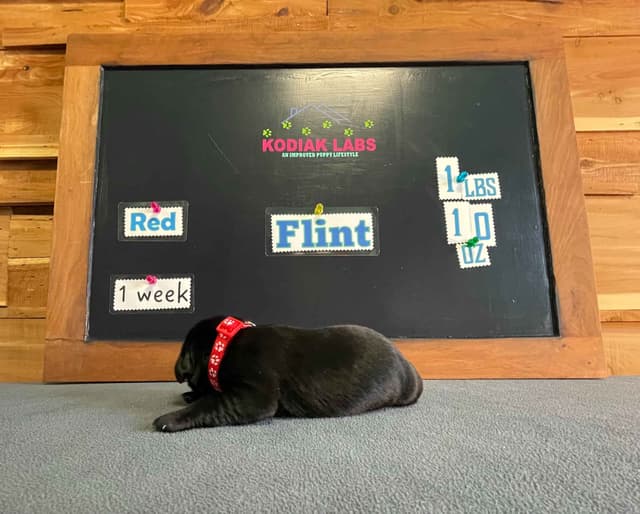 Labrador Retriever Puppies media 21