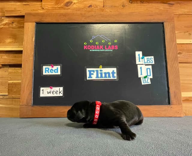 Labrador Retriever Puppies media 18