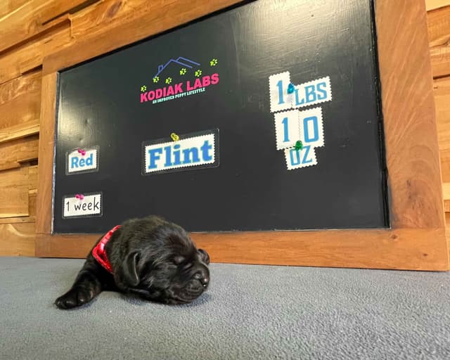 Labrador Retriever Puppies media 22