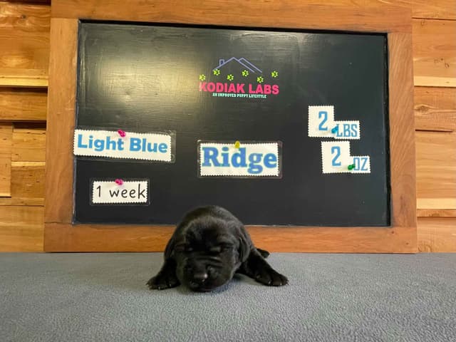 Labrador Retriever Puppies media 15