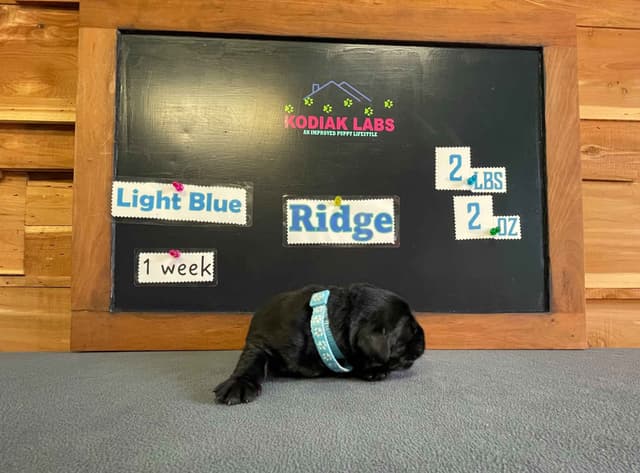 Labrador Retriever Puppies media 10