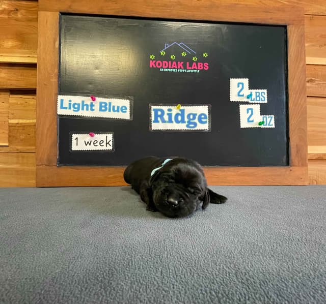 Labrador Retriever Puppies media 9