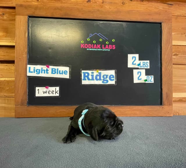 Labrador Retriever Puppies media 14