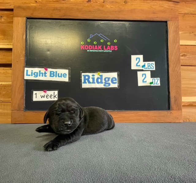 Labrador Retriever Puppies media 8