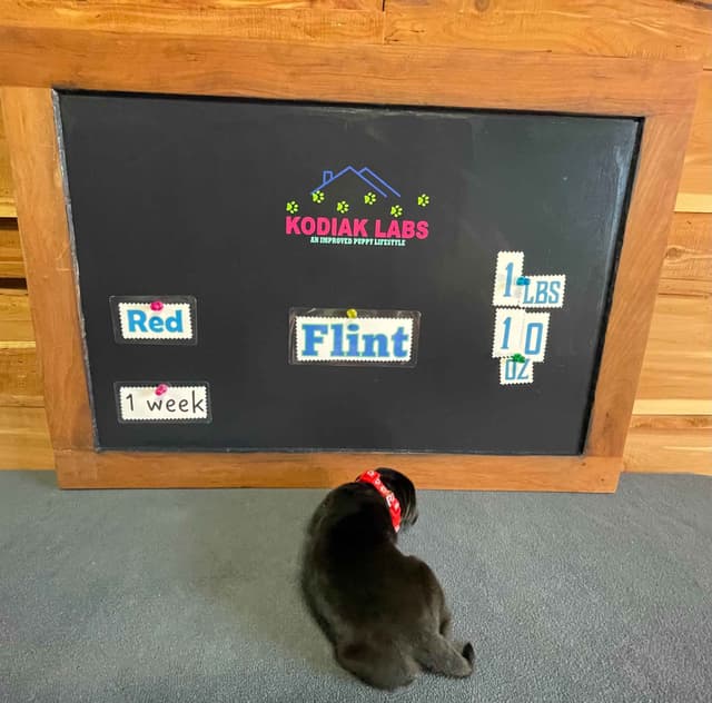 Labrador Retriever Puppies media 19