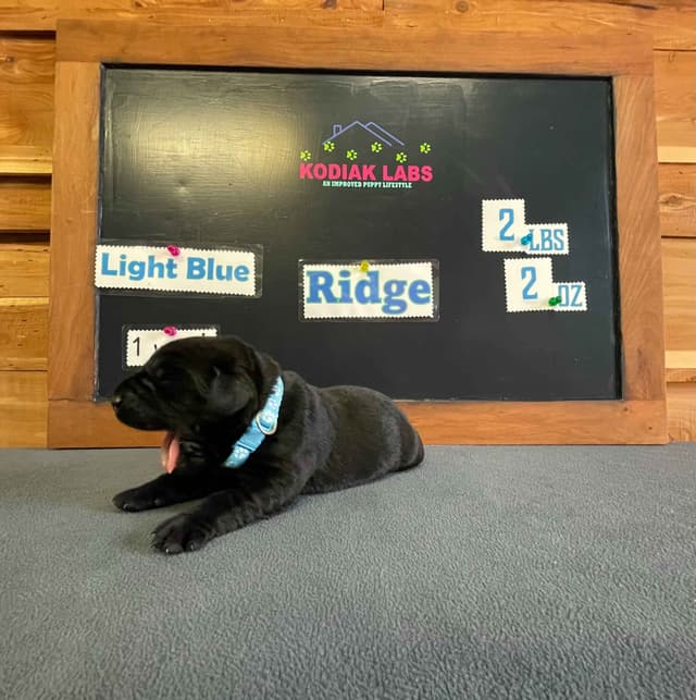 Labrador Retriever Puppies media 7