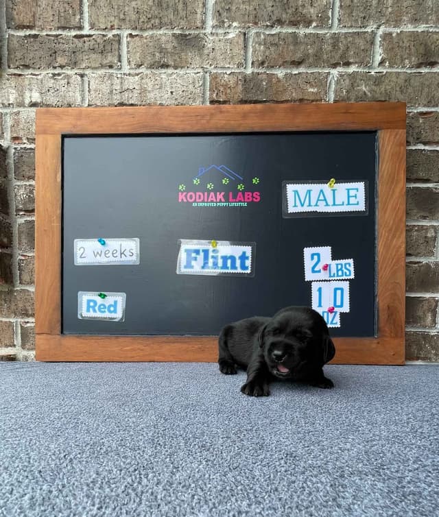 Labrador Retriever Puppies media 5