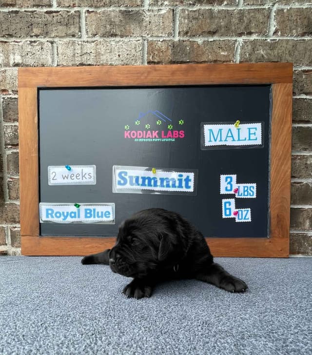 Labrador Retriever Puppies media 2