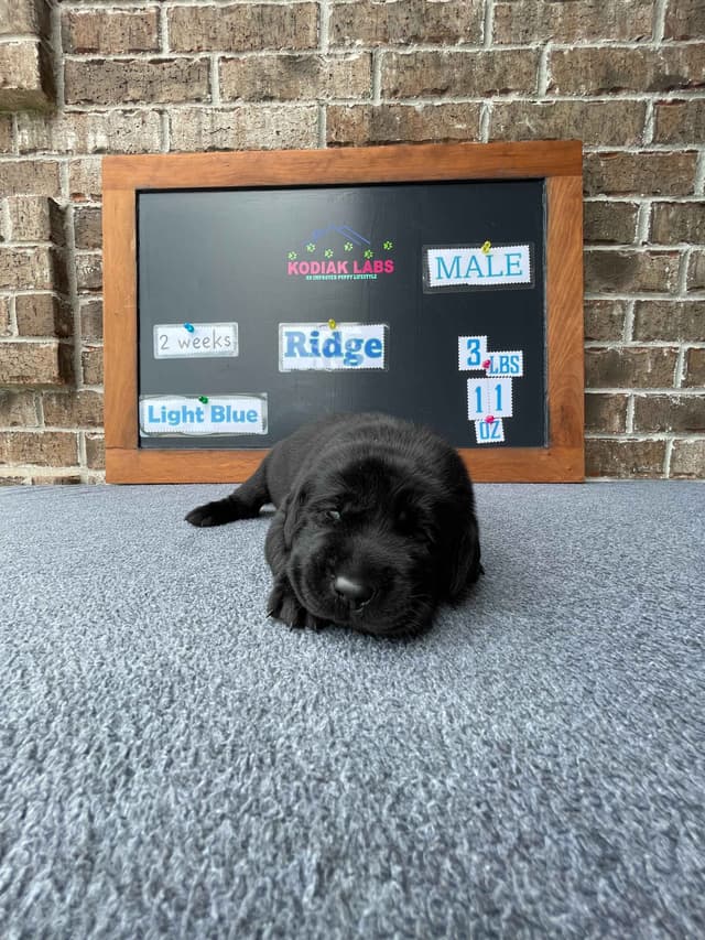 Labrador Retriever Puppies media 3