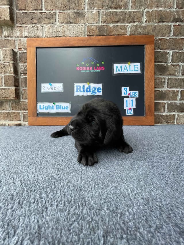 Labrador Retriever Puppies media 4