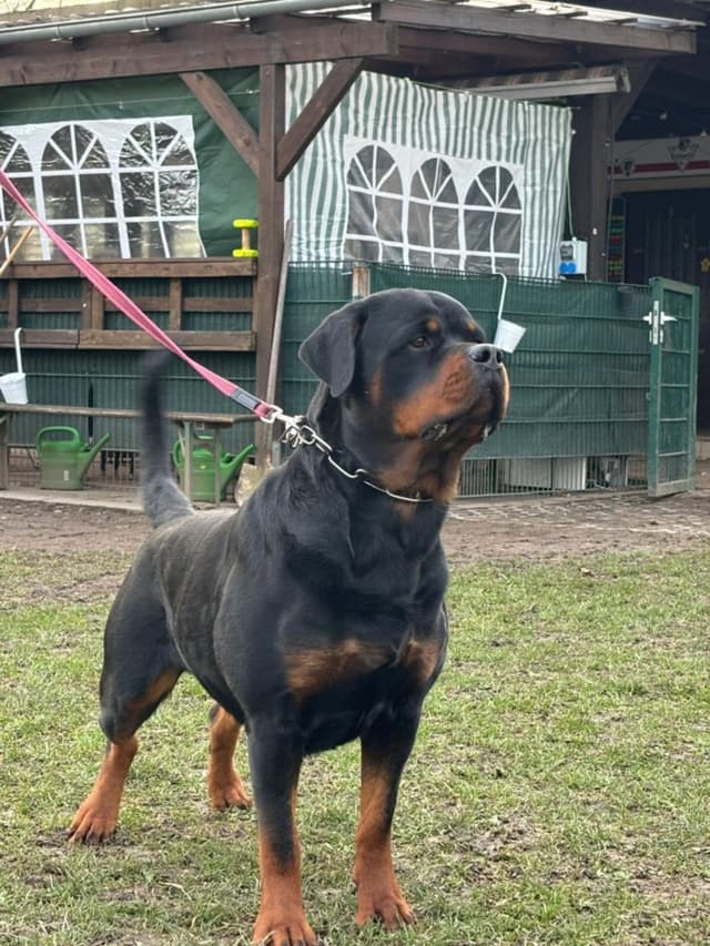 German Rottweiler Puppies media 2