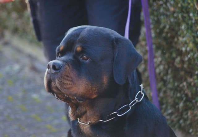 German Rottweiler Puppies media 3