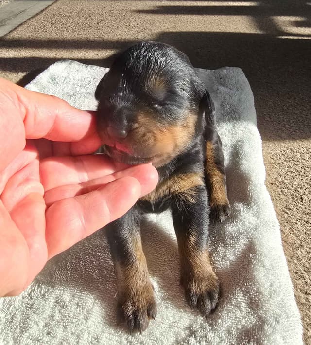 German Rottweiler Puppies media 4
