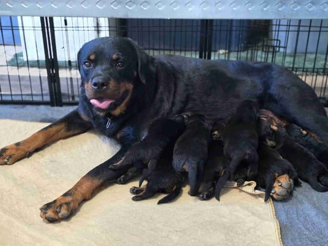 German Rottweiler Puppies media 5