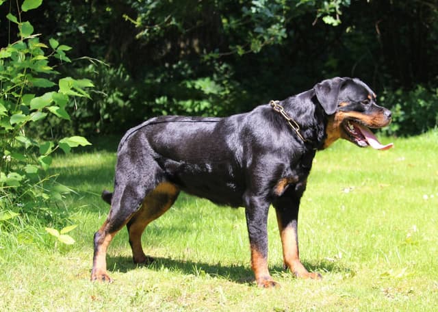 German Rottweiler Puppies media 6
