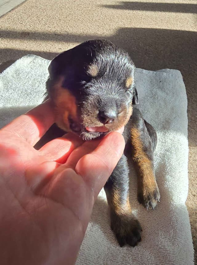 German Rottweiler Puppies media 7