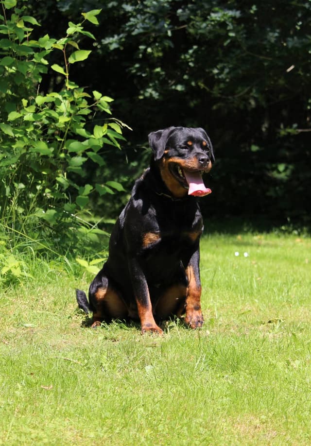 German Rottweiler Puppies media 8