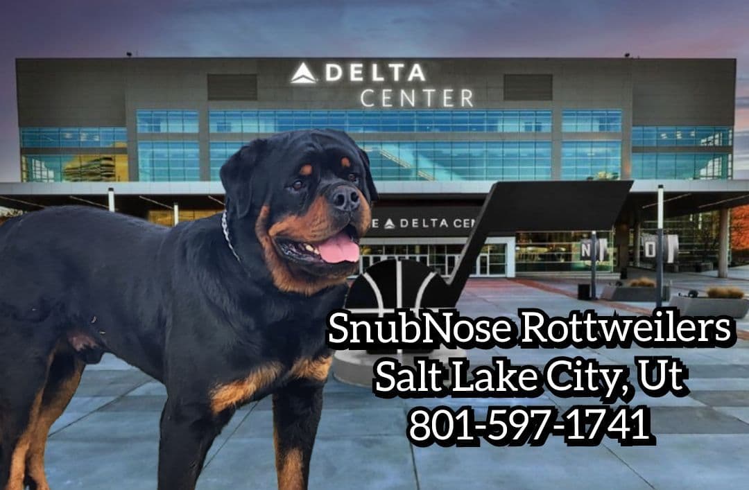 German Rottweiler Puppies breeder image 1