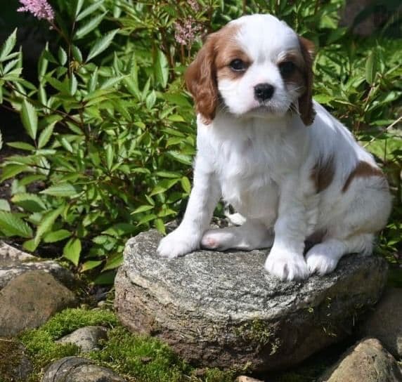 AKC Cavalier King Charles Spaniel Puppies media 2
