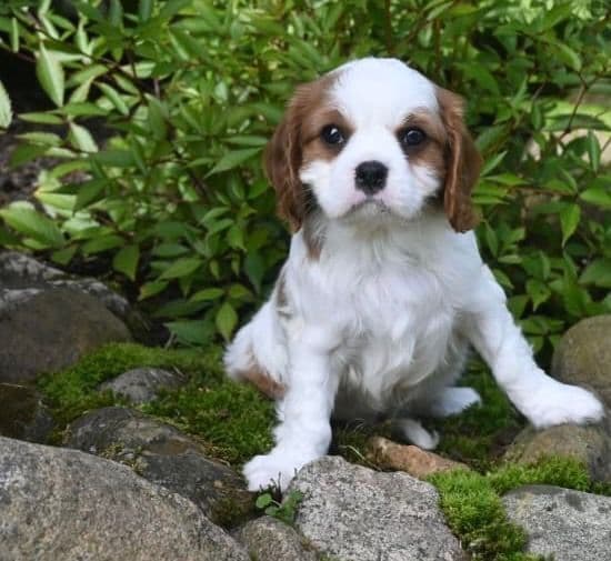 AKC Cavalier King Charles Spaniel Puppies media 3