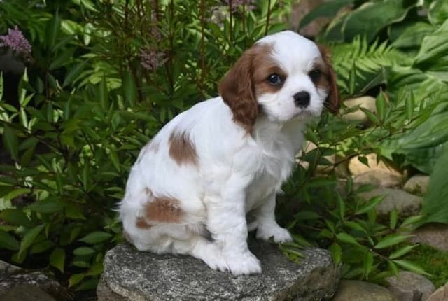 AKC Cavalier King Charles Spaniel Puppies media 4